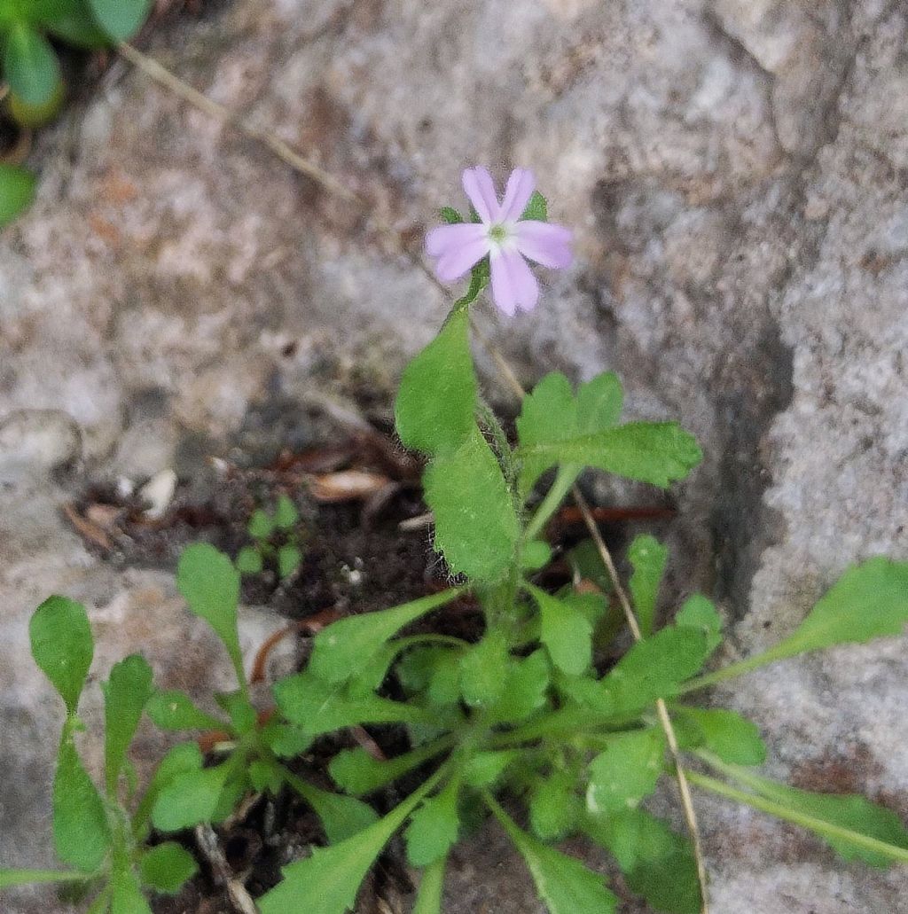 Erinus alpinus...condivido con voi
